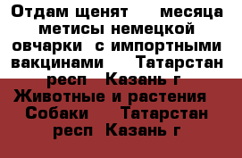 Отдам щенят 2,5 месяца метисы немецкой овчарки  с импортными вакцинами.  - Татарстан респ., Казань г. Животные и растения » Собаки   . Татарстан респ.,Казань г.